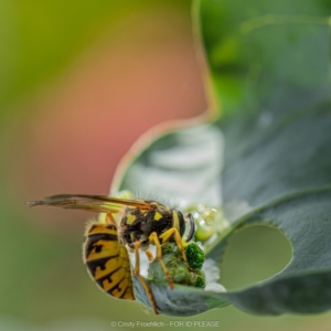 Vespula germanica at Holt, ACT - 15 Mar 2023