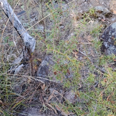 Acacia ulicifolia (Prickly Moses) at Fadden, ACT - 15 Mar 2023 by LPadg