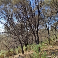 Allocasuarina verticillata (Drooping Sheoak) at Wanniassa Hill - 14 Mar 2023 by LPadg