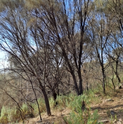 Allocasuarina verticillata (Drooping Sheoak) at Wanniassa Hill - 14 Mar 2023 by LPadg