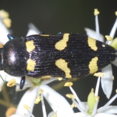 Castiarina australasiae (A jewel beetle) at Lower Cotter Catchment - 12 Mar 2023 by Harrisi