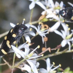 Castiarina australasiae at Cotter River, ACT - 12 Mar 2023