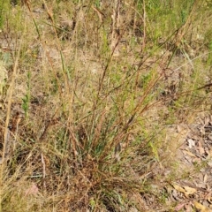 Cymbopogon refractus (Barbed-wire Grass) at Fadden, ACT - 14 Mar 2023 by LPadg