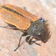 Castiarina erythroptera (Lycid Mimic Jewel Beetle) at Cotter River, ACT - 12 Mar 2023 by Harrisi