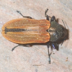 Castiarina erythroptera at Cotter River, ACT - 12 Mar 2023