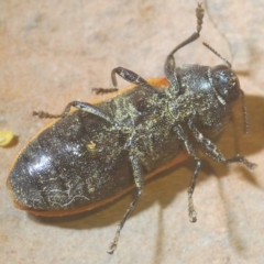 Castiarina erythroptera at Cotter River, ACT - 12 Mar 2023