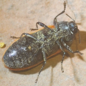 Castiarina erythroptera at Cotter River, ACT - 12 Mar 2023