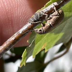 Naupactus cervinus at Canberra, ACT - 15 Mar 2023