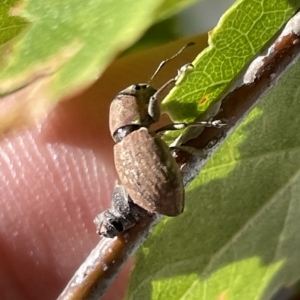 Naupactus cervinus at Canberra, ACT - 15 Mar 2023