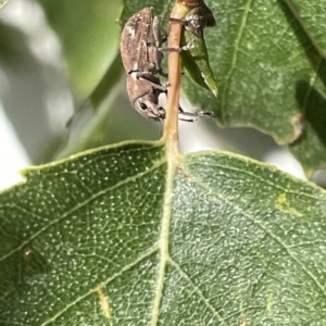 Naupactus cervinus at Canberra, ACT - 15 Mar 2023