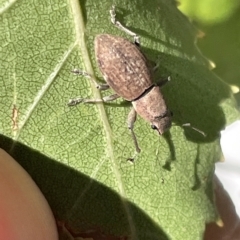 Naupactus cervinus at Canberra, ACT - 15 Mar 2023