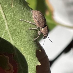 Naupactus cervinus at Canberra, ACT - 15 Mar 2023