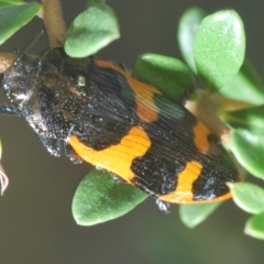 Castiarina bremei (A jewel beetle) at Cotter River, ACT - 12 Mar 2023 by Harrisi