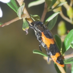 Castiarina bremei at Cotter River, ACT - 12 Mar 2023 05:03 PM