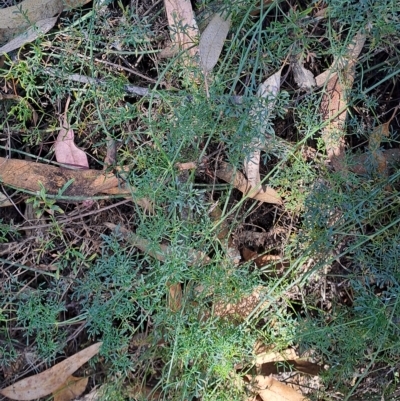 Clematis leptophylla (Small-leaf Clematis, Old Man's Beard) at Fadden, ACT - 15 Mar 2023 by LPadg