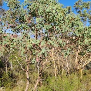 Eucalyptus polyanthemos at Fadden, ACT - 15 Mar 2023 10:26 AM