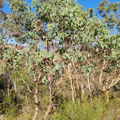 Eucalyptus polyanthemos (Red Box) at Fadden, ACT - 15 Mar 2023 by LPadg