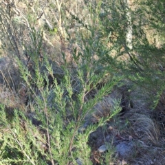 Kunzea ericoides (Burgan) at Fadden, ACT - 14 Mar 2023 by LPadg