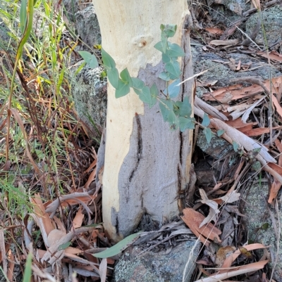 Veronica perfoliata (Digger's Speedwell) at Wanniassa Hill - 14 Mar 2023 by LPadg