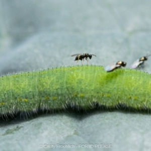 Chalcidoidea (superfamily) at Holt, ACT - 15 Mar 2023