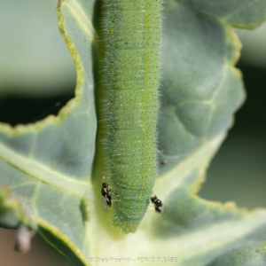 Chalcidoidea (superfamily) at Holt, ACT - 15 Mar 2023