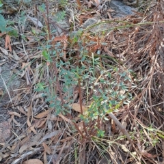 Pimelea linifolia subsp. linifolia (Queen of the Bush, Slender Rice-flower) at Wanniassa Hill - 14 Mar 2023 by LPadg