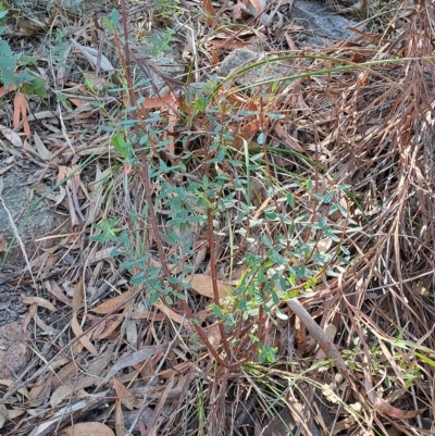 Pimelea linifolia subsp. linifolia (Queen of the Bush, Slender Rice-flower) at Fadden, ACT - 15 Mar 2023 by LPadg