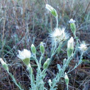 Vittadinia gracilis at Hawker, ACT - 14 Mar 2023