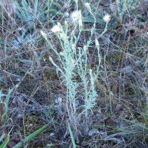 Vittadinia gracilis at Hawker, ACT - 14 Mar 2023 07:48 AM