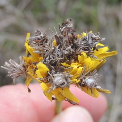 Heliocosma (genus - immature) (A tortrix or leafroller moth) at Tarengo Reserve (Boorowa) - 23 Oct 2022 by michaelb