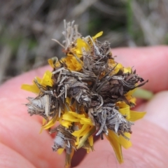 Heliocosma (genus - immature) at Tarengo Reserve (Boorowa) - 23 Oct 2022