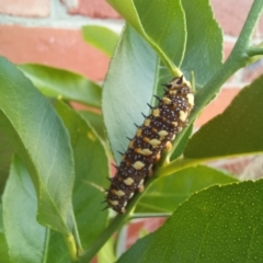 Papilio anactus (Dainty Swallowtail) at Wright, ACT - 14 Mar 2023 by jac