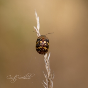 Paropsis pictipennis at Holt, ACT - 15 Mar 2023 12:09 PM