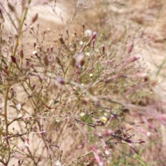 Symphyotrichum subulatum (Wild Aster, Bushy Starwort) at Brocklesby, NSW - 15 Mar 2023 by RobCook