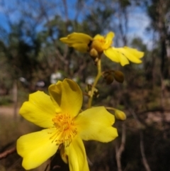 Unidentified Other Tree at Litchfield Park, NT - 10 Jun 2022 by Hejor1