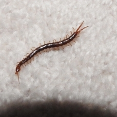 Unverified Other Arthropod by GlossyGal