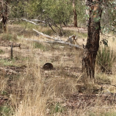 Tachyglossus aculeatus (Short-beaked Echidna) at Percival Hill - 15 Mar 2023 by PeteRav