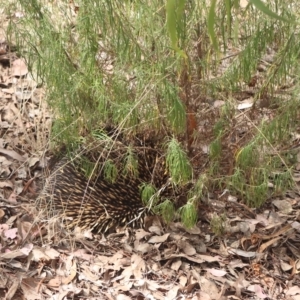 Tachyglossus aculeatus at Nicholls, ACT - 15 Mar 2023