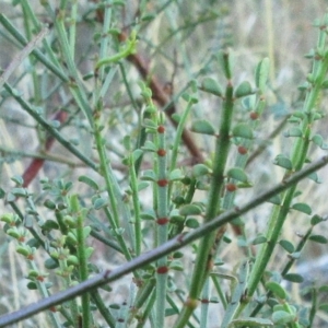 Indigofera adesmiifolia at Hawker, ACT - 14 Mar 2023