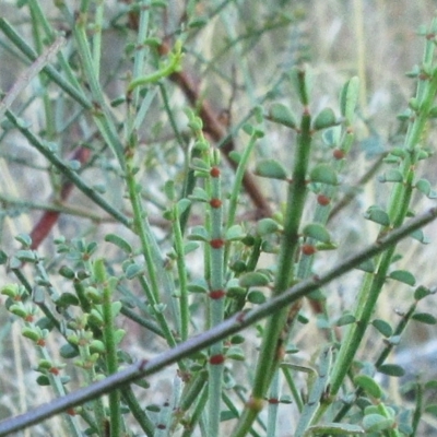 Indigofera adesmiifolia (Tick Indigo) at The Pinnacle - 13 Mar 2023 by sangio7