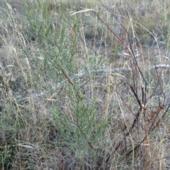 Indigofera adesmiifolia at Hawker, ACT - 14 Mar 2023 07:07 AM