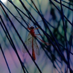 Dicamptus fuscicornis at Higgins, ACT - 15 Mar 2023