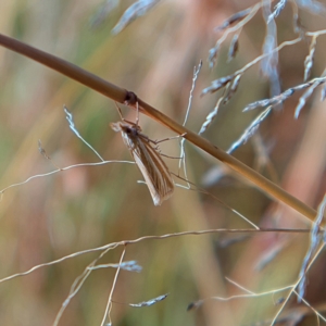 Hednota species near grammellus at Higgins, ACT - 15 Mar 2023 08:20 AM