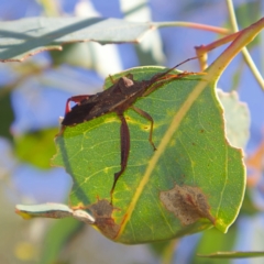 Amorbus sp. (genus) (Eucalyptus Tip bug) at Higgins, ACT - 15 Mar 2023 by MichaelWenke