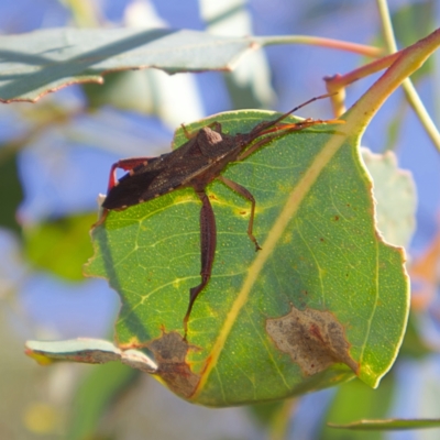 Amorbus sp. (genus) (Eucalyptus Tip bug) at Higgins, ACT - 15 Mar 2023 by MichaelWenke