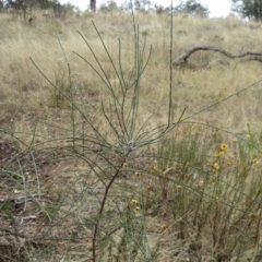 Allocasuarina verticillata at Hawker, ACT - 14 Mar 2023