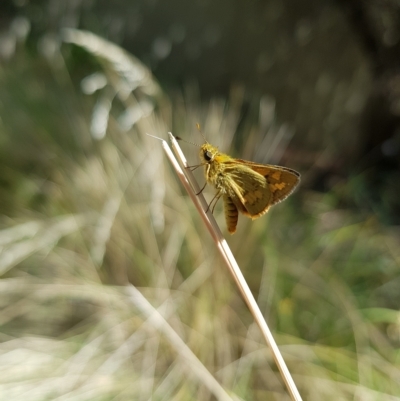 Ocybadistes walkeri (Green Grass-dart) at Kambah, ACT - 15 Mar 2023 by MatthewFrawley