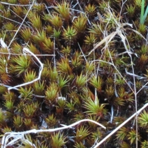 Polytrichaceae sp. (family) at Hawker, ACT - 14 Mar 2023