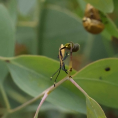 Amorbus sp. (genus) (Eucalyptus Tip bug) at O'Connor, ACT - 27 Jan 2023 by ConBoekel