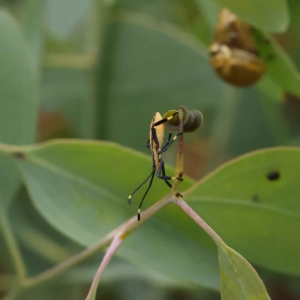 Amorbus sp. (genus) at O'Connor, ACT - 27 Jan 2023 10:04 AM